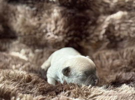 Beautiful pedigree French bulldog puppies