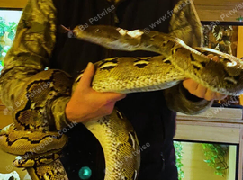 Lovely tame large reticulated python
