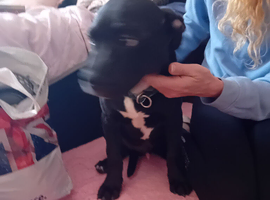Rottweilerx pocketbully