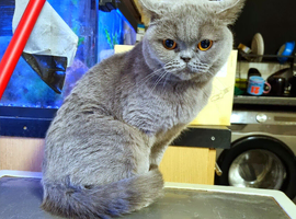 British Shorthair Female