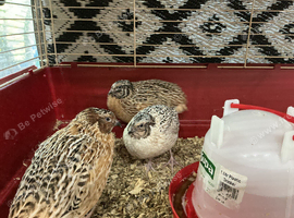 Jumbo quail chicks