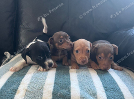 Jack Russell puppies