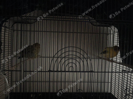 A breeding pair of border canaries