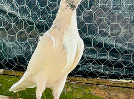 High pigeon