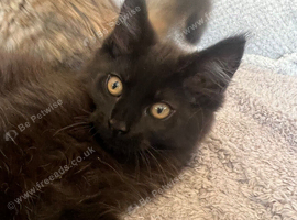 Beautiful Maine Coon kittens