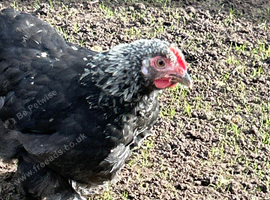 Pekin Bantam chicks