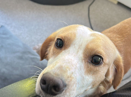 Whippet X Collie X Lab