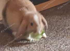 Female mini lop