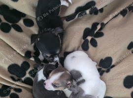 Puppys