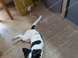 Parsons Russell Terrier Bitch 5 mths