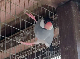 Pair of 2025 Java sparrows