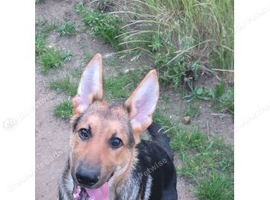 14week old German shepherd