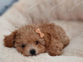 Asian Toy Poodle