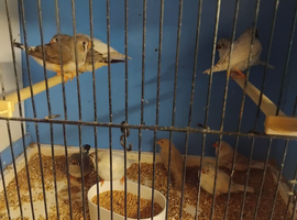 Baby zebra Finches