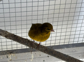 Raza Canary cock birds only