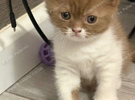 BSH girls cinnamon -white