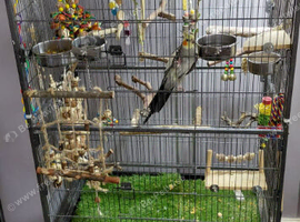 1 cocktail and 1 budgie plz read