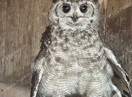 Vermiculated Eagle Owl