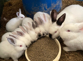 Adorable Californian & Newzealand White baby bunnies