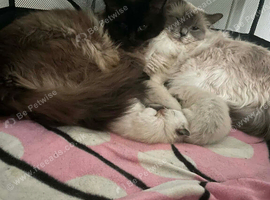 Ragdoll