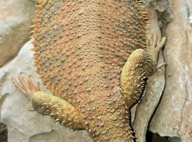 1 year old female