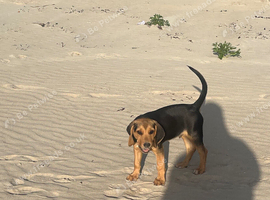Beagle