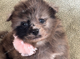Beautiful Merrill puppies