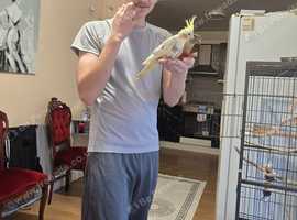 Cockatiel
