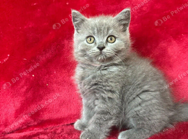 Top pedigree bsh kittens chunky big smiles ready now