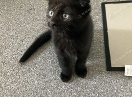 Scottish fold mix ready to leave