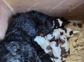 Shih Tzu Pups For Sale