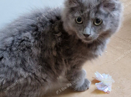 Beautiful siberian grey kittens 2 left