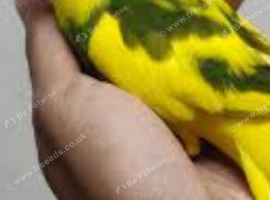 Male kakarki