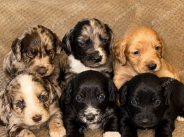 Cocker spaniel pups