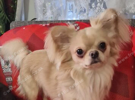 Male chihuahua
