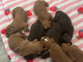 Puppy&rsquo;s