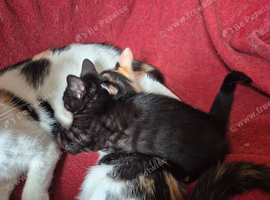 Maincoon x Siamese Babies, Ready for forever LOVING homes.