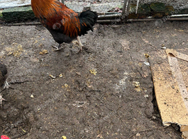 Chicken for sale