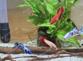 Two blue betta fish
