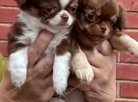 Extra small chihuahua puppies