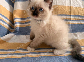 5 beautiful ragdoll kittens
