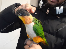 Caiq parrot hand tame
