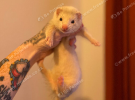 Hob & Jill Ferrets