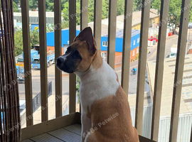 cane corso x Akita puppy