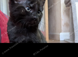 2 male kittens