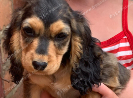 Show cocker spaniels