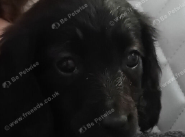 Dachshund puppies