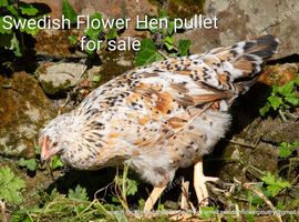 SWEDISH FLOWER HEN - VARIOUS PULLETS - RARE LANDRACE BREED