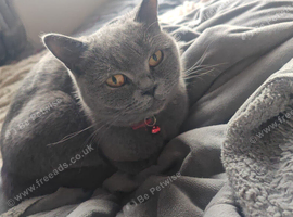 Loving Female - Caroline british short hair in need of forever home