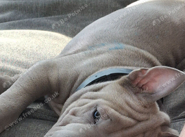 Blue full breed shap pei puppys 1 girl one boy